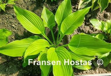 Hosta Bohemia Yellow Corvette